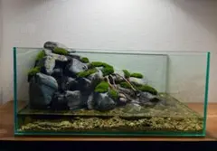 レイアウト水槽セット アヌビアスナナ活着の流木と天然溶岩石 自作フタ