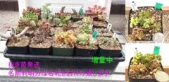 オマケ付‼️多肉植物 寄せ植え 札落ち 抜き苗 ２０苗セット１１