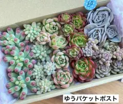60 多肉植物　多肉弁当　詰め合わせ　寄せ植え　セット　カット苗　韓国苗　セダム