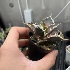 2025年最新】アガベ レッドキャットウィーズル 赤猫種の人気アイテム