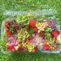 多肉植物寄せ植えセット　1点のみ