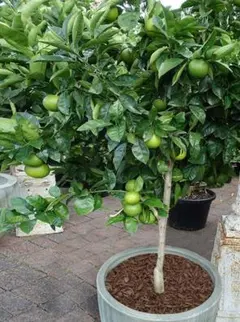 9個　【初心者OK】冬もOk　メキシコ　タコスなどに　ライム　Lime 小型種のサムネイル
