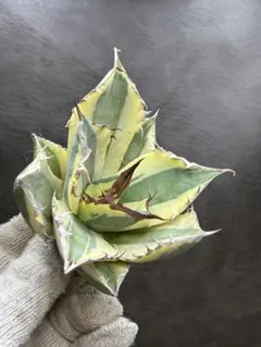 2026年最新】スナグルトゥースの人気アイテム - メルカリ