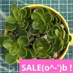国後ミセバヤ　カット苗　多肉植物のサムネイル