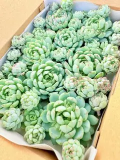 17多肉植物　ピンクローサ　親株サイズと子株　箱いっぱい　限定1セット