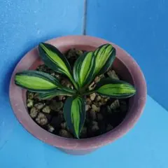 そばやま様 リクエスト 2点 まとめ商品