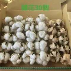 綿花　綿　ドライフラワー　 コットンフラワー