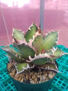 2026年最新】レッドキャットウィーズルの人気アイテム - メルカリ