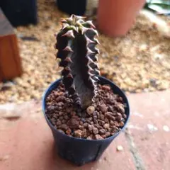 2026年最新】ユーフォルビア の人気アイテム - メルカリ