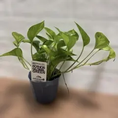 2025年最新】ポトス グローバルの人気アイテム - メルカリ