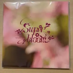 スタフォニ　パンフレット　クリアファイル　特典　別冊セット 2025年最新】Starry symphony パンフレットの人気アイテム - メルカリ