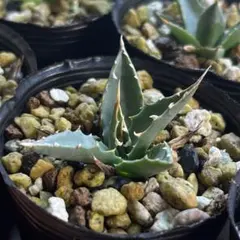 3月入荷 500粒+ アガベ ユタエンシス エボリスピナ 種子 種 証明書あり1 3月入荷 500粒+ アガベ ユタエンシス エボリスピナ 種子 種 証明書あり3 9