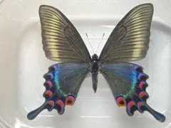 シナカラスアゲハ ♂標本★四川省/中国産★白紋型 92mm大型美麗標本美しい‼️ シナカラスアゲハ ♂標本 四川省|中国産 白紋型 92mm大型美麗