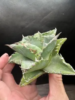 ホワイトファイヤー 白焔 大株 セール品_1