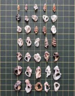 貝殻　雰囲気ありありの貝②　ステキな貝殻　天然素材　アート　ハンドメイド