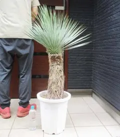 53 ユッカリギダ Yucca rigida （発根済） - メルカリ