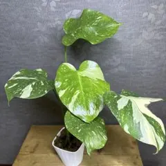 2026年最新】モンステラプラチナムの人気アイテム - メルカリ