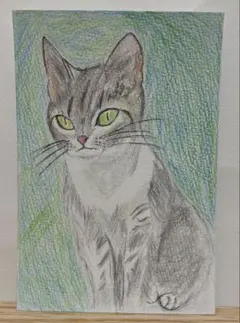 猫　色鉛筆画　原画　ポストカード