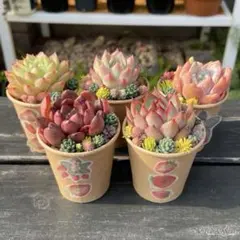 98 多肉植物の小さな寄せ植え✻そのまま飾れる✻5コセット✻植え替えオススメ