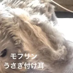 モフリン Moflin ファー モヘア うさぎ 付け耳