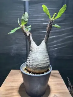 2025年最新】グラキリス 現地球の人気アイテム - メルカリ