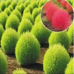 hana様 リクエスト 2点 まとめ商品