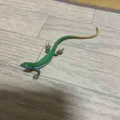 Item thumbnail for item 045604a5-bda5-4c78-9de3-6b64ae46316f