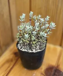 B 多肉植物 クラッスラ デルトイデア タンクアカルー 抜き苗 - メルカリ