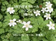 パリジェンヌ・ノリコ様 リクエスト 3点 まとめ商品