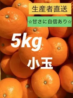 ⑤【小玉】紅マドンナ同品種　愛果28号　まどんな