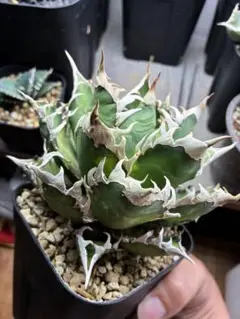 ivory w.a. カキコ　coyote plants産　アガベ　チタノタ ivory w.a. カキコ coyote plants産 アガベ チタノタ - メルカリ