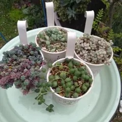 【可愛いハンギングプランター４品種セット】多肉植物　そのまま飾れる　匿名発送のサムネイル