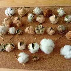 コットンフラワー　綿花　ドライフラワー　③
