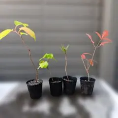 ミニ盆栽4本セットのサムネイル