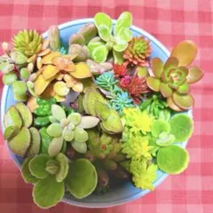 2025年最新】多肉 カット苗の人気アイテム - メルカリ