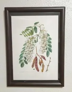ボタニカルアート 植物画