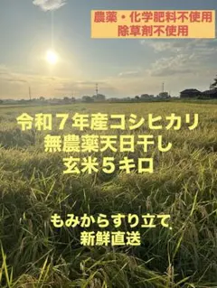 □令和7年 コシヒカリ 白米 15キロ 標準米 無農薬 晴れの国岡山 天