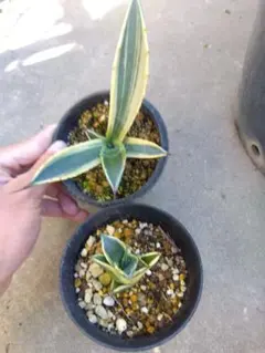 2025年最新】バターフィンガー アガベの人気アイテム - メルカリ