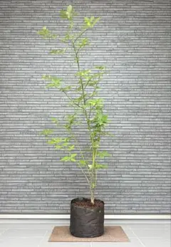 山採り天然　クロモジ　単幹　5のサムネイル