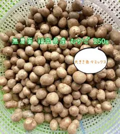 天然アミガサタケ スーパー特大サイズ 京都産国産ブラックモリーユ③