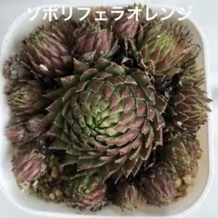 Toshie様 リクエスト 2点 まとめ商品