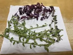 多肉植物　ネックレス系カット苗セット　おまけ付き♪