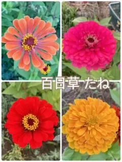 百日草（ジニア）高性タイプ 種 30粒