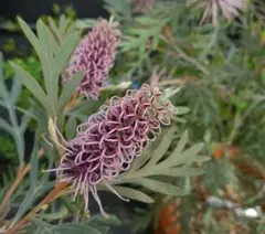 2025年最新】グレビレア ドーンパープルの人気アイテム - メルカリ