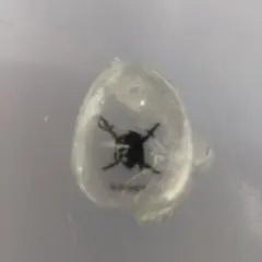 ディズニー /パイレーツ・オブ・カリビアン クリスタル 石