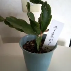 ユーフォルビア 4点セット 抜き苗 多肉植物 - メルカリ