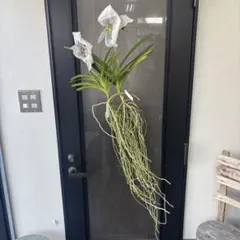 2026年最新】洋蘭バンダの人気アイテム - メルカリ