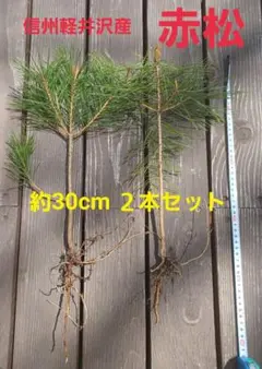 元気いっぱい♪︎信州軽井沢産 天然無農薬 新芽付き赤松の苗木25～35㎝２本のサムネイル