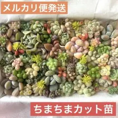 多肉植物カット苗詰め合わせ2（ちまちま寄せ植え）