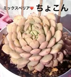 人気❤️ちょこん❤️脇芽沢山　ミックスベリア 　おらいさん　多肉植物　寄植え　抜き苗